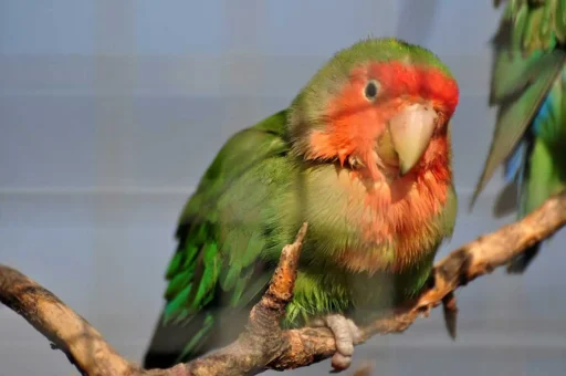 Rosy-faced lovebird