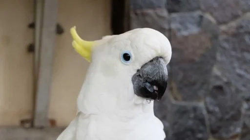 Sulphur-crested cockatoo