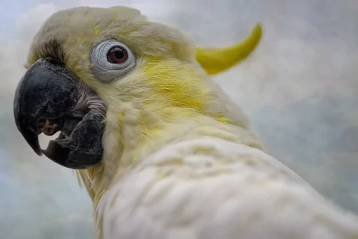 Sulphur-crested cockatoo