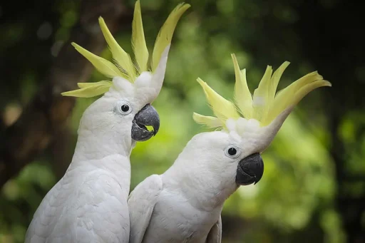 Sulphur-crested cockatoos