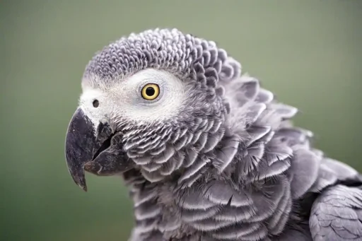 African gray parrot