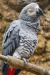 African gray parrot