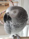 African grey parrot in a cage