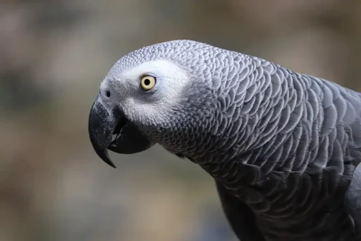 African grey parrot