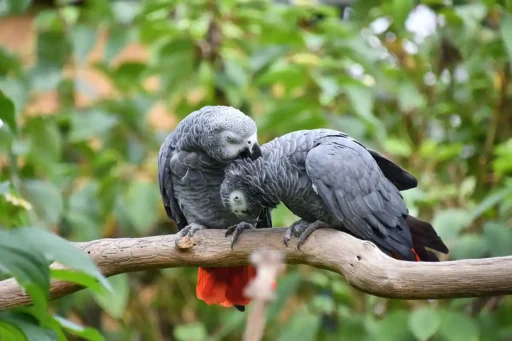 African grey parrots