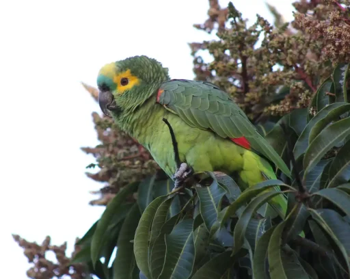 Amazona aestiva