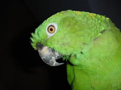 Amazona auropalliata