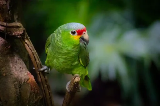 Amazona autumnalis