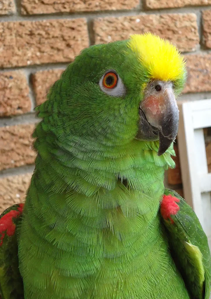 Amazona ochrocephala