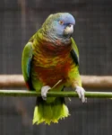 Amazona versicolor
