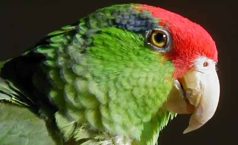 Amazona viridigenalis