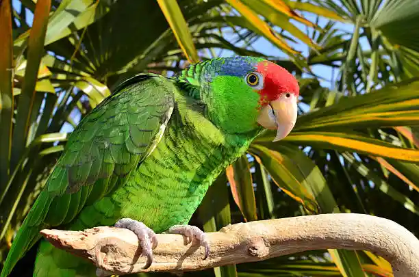 Amazona viridigenalis