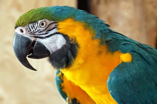 Blue-and-gold macaw