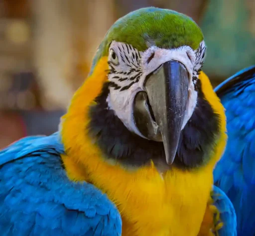 Blue-and-gold macaw