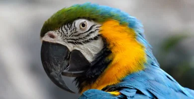 Blue-and-yellow macaw