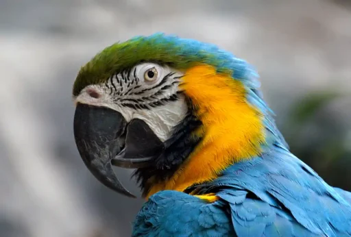 Blue and yellow macaw