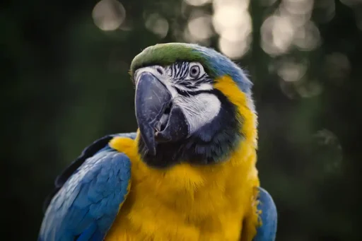 Blue-and-yellow macaw