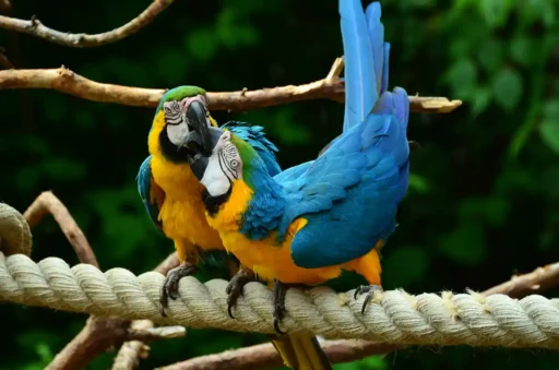 Blue-and-yellow macaws