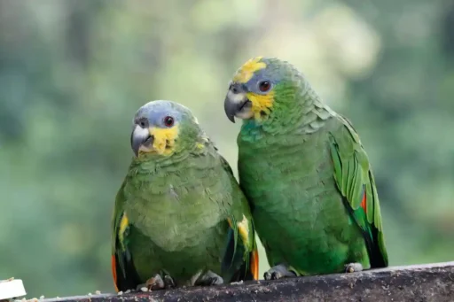 Blue-fronted amazons