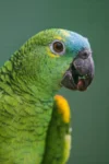 Blue-fronted parrot