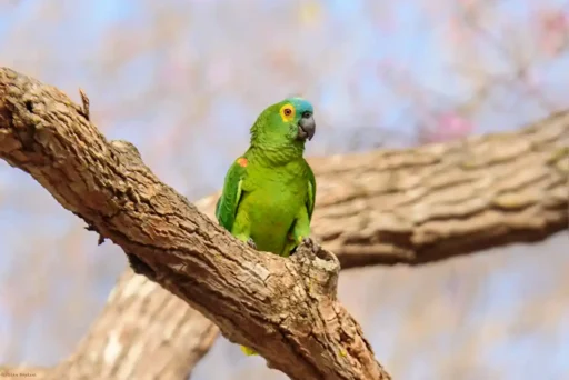 Blue-fronted parrot