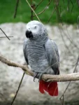 Congo grey parrot