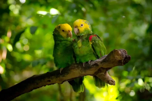 Double yellow-headed amazon