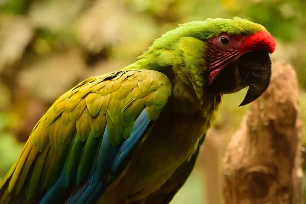 Great green macaw