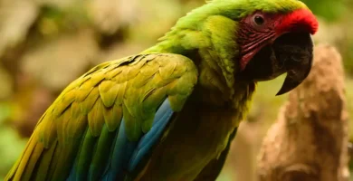 Great green macaw