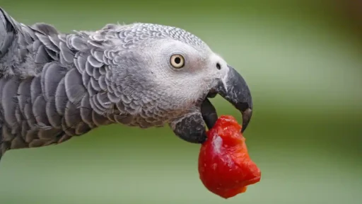 Grey parrot