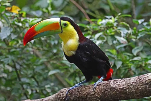 Keel-billed toucan