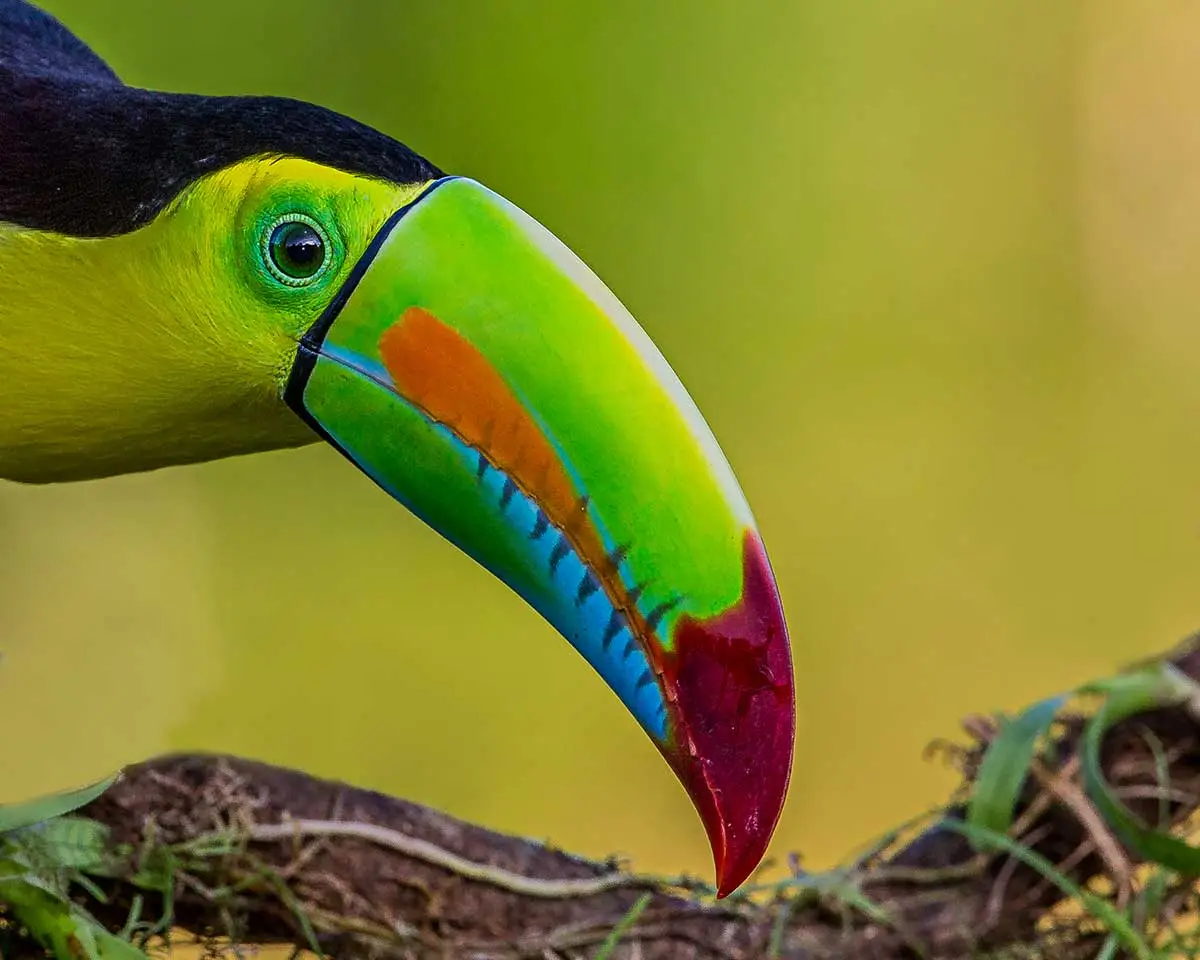 Close-up portrait of keel-billed toucan showing multicolored bill detail
