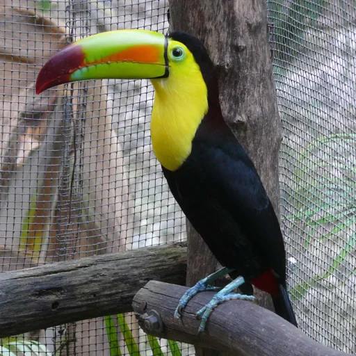 Keel-billed toucan in zoo