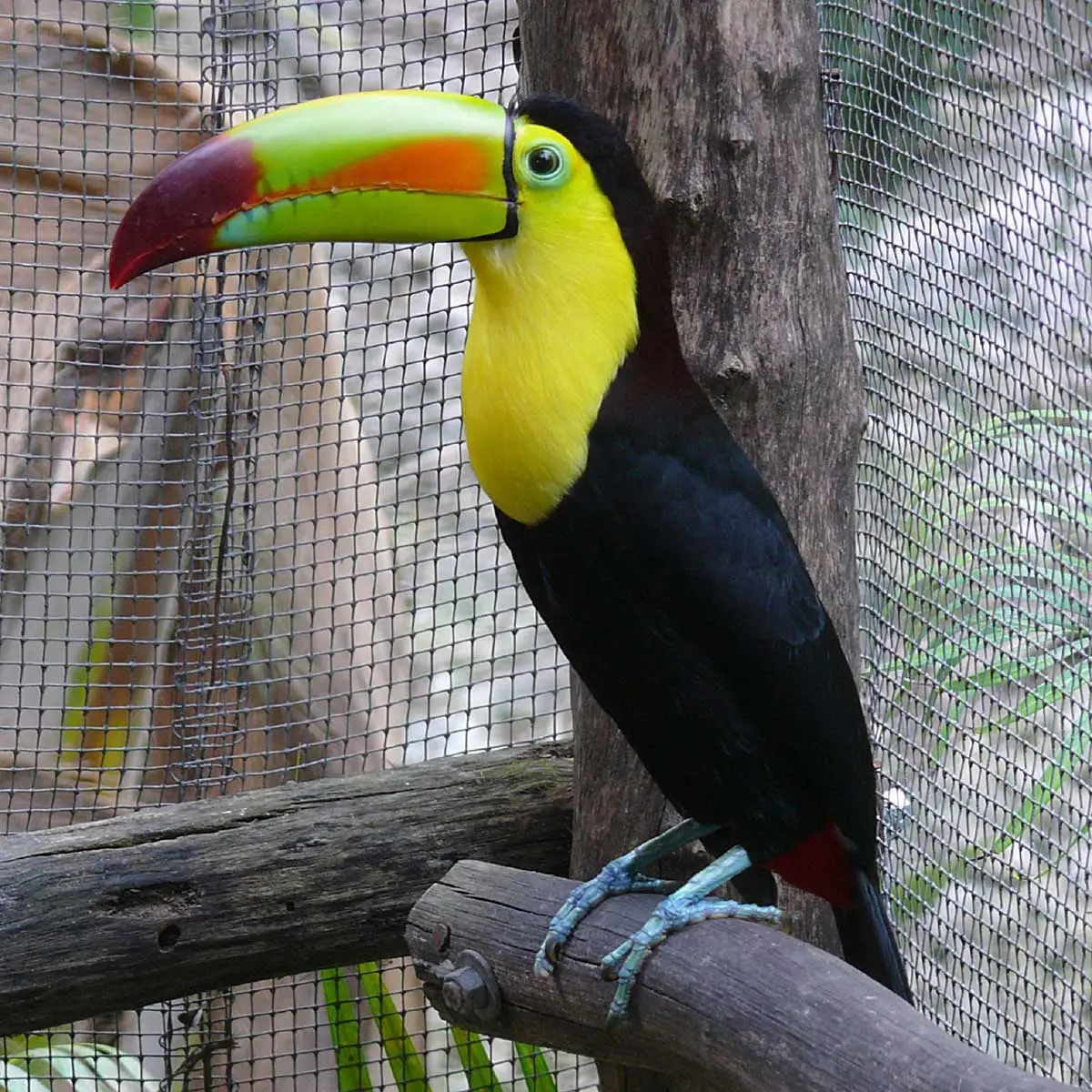 Keel-billed toucan (sulfur-breasted toucan) observed in captivity