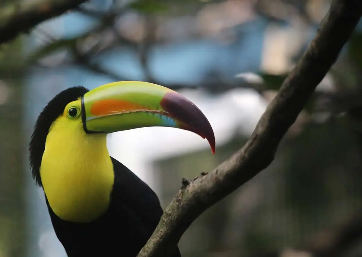 Keel-billed toucan in its natural lowland rainforest habitat