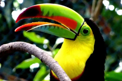 Keel toucan