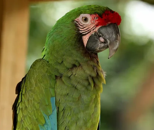 Military green macaw