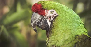 Military macaw