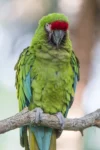 Military macaw in captivity