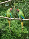 Military macaws