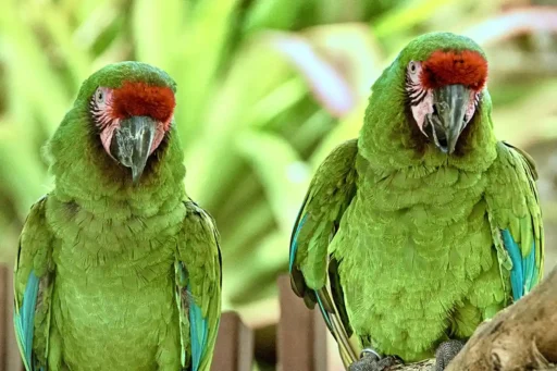 Military macaws