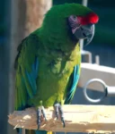 Military parrot
