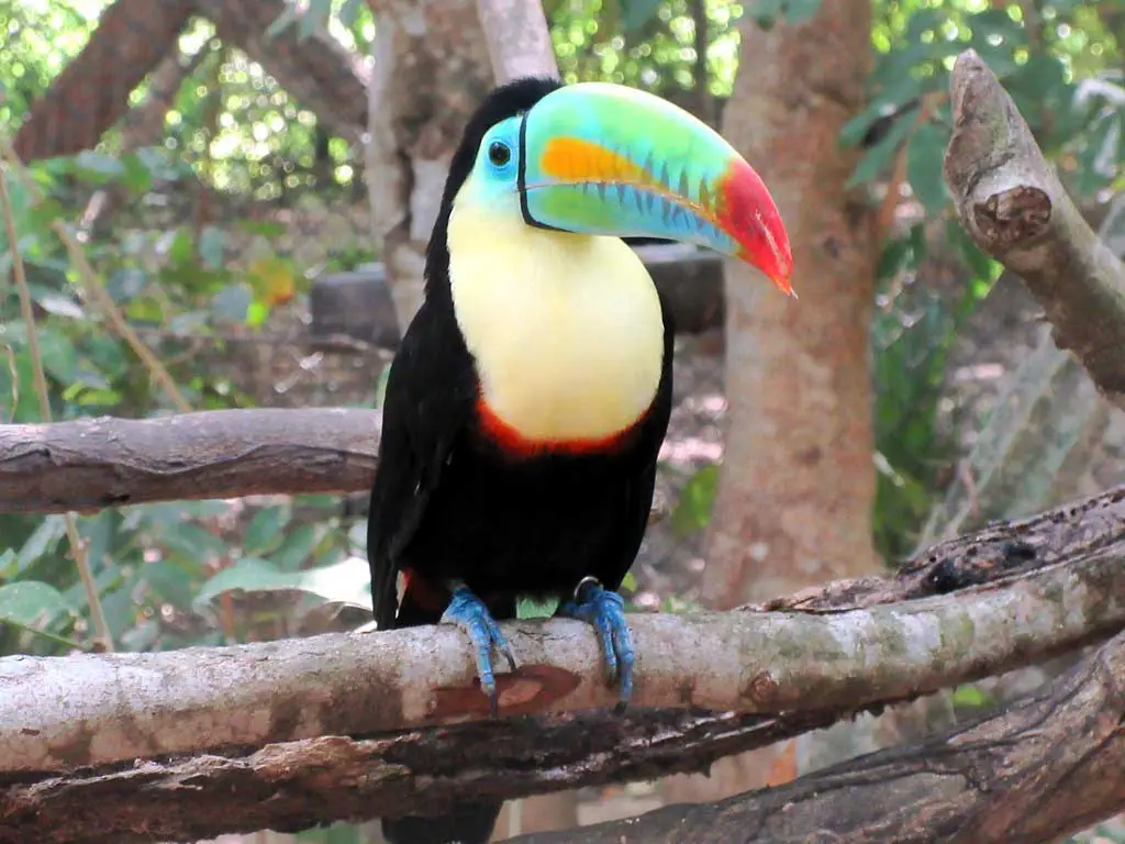 Rainbow-billed toucan