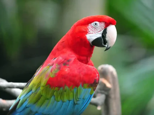 Red and green macaw