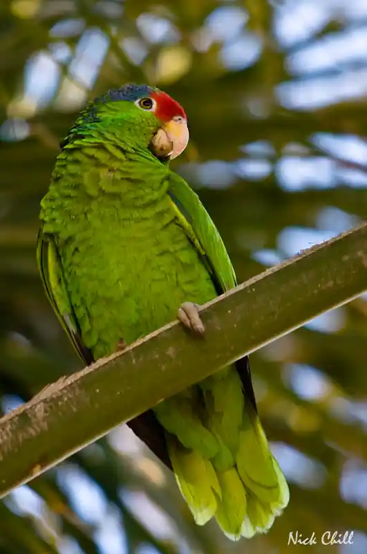 Red-crowned amazon