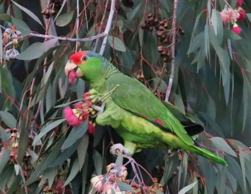 Red-crowned amazon