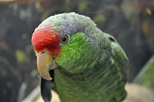 Red-crowned parrot