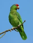 Red-crowned parrot