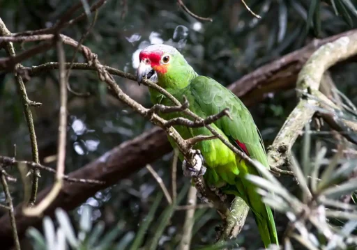 Red-lored amazon