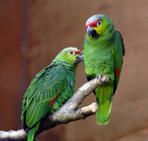 Red-lored amazons